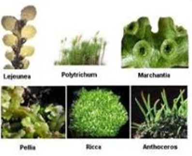 bryophyta-first-land-plants