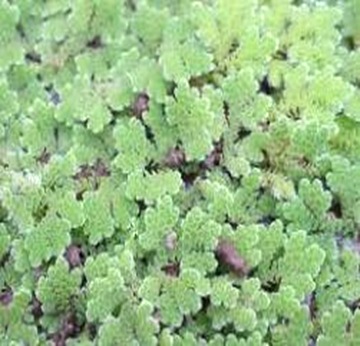 Azolla-smallest-pteridophyte1 Azolla-smallest-pteridophyte1