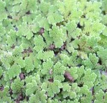 Azolla-smallest-pteridophyte1