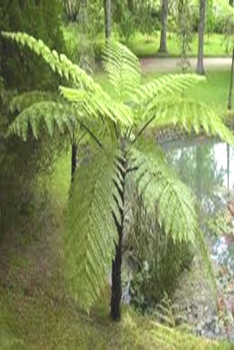 Cyathaea-largest-pteridophyte Cyathaea-largest-pteridophyte