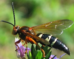 Male-cicada-Loudest-arthropod