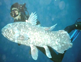 latimeria-Living-fossil-fish