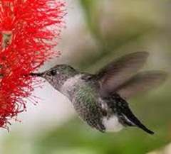 Mellisuga minima -humming bird-smallest-egg