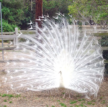 Pavo-cristatus-indian-national-bird Pavo-cristatus-indian-national-bird