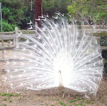 Pavo-cristatus-indian-national-bird