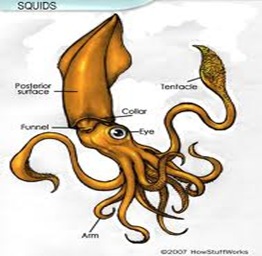 largest-eye-Squid