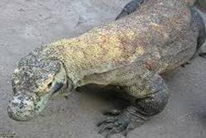 Varanus-largest-lizard