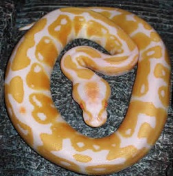 Python-largest_snake