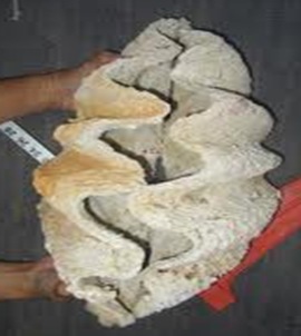 Tridacna-largest-bivalve