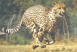 Cheetah-fastest-animal