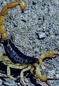 scorpion-Viviparous-Arthropod