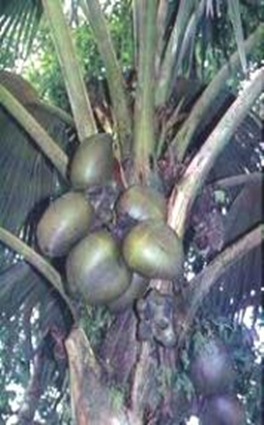 Lodoicea-largest-fruit