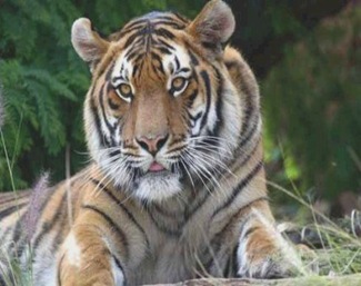 tiger-Corbett-National-Park tiger-Corbett-National-Park