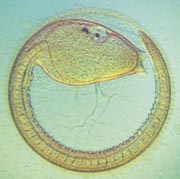 Ascidian-tadpole Ascidian-tadpole