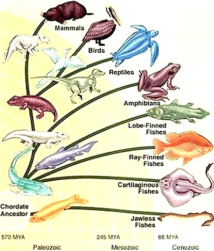 vertebrates-classification
