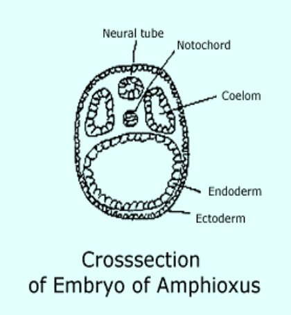 Amphioxus-embryo