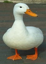 [duck-web[9].jpg]