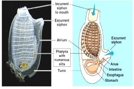 UROCHORDATA