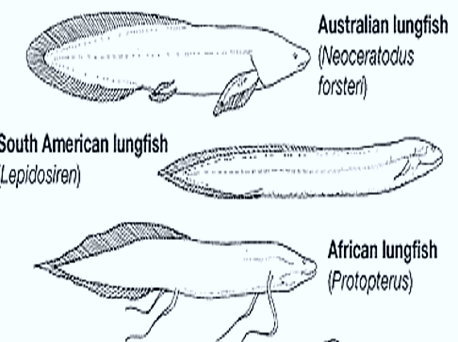 dipnoi-lungfish