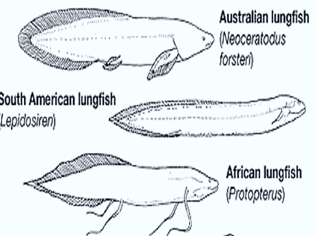 dipnoi-lungfish dipnoi-lungfish
