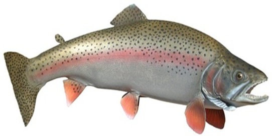 Rainbow-trout-salmogiardneri