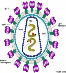 hiv-virus-aids