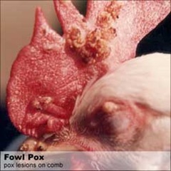 fowl-fox-poultry-disease