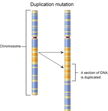 duplication-chromosome-mutation