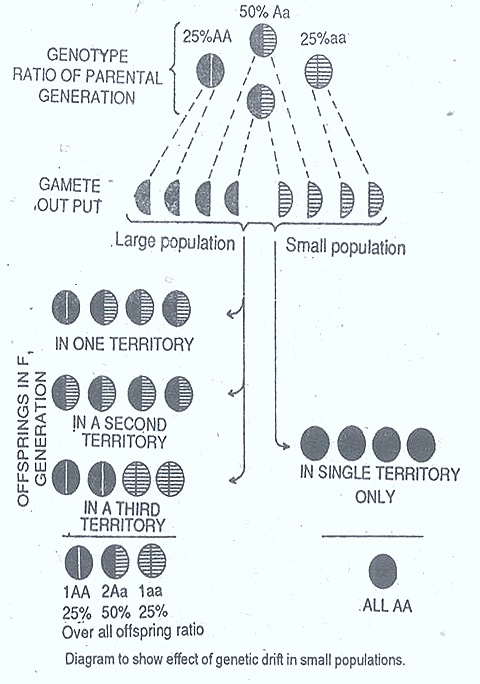 genetic-drift-2