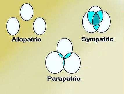 allopatric-parapatric-speciation