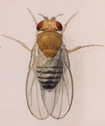 Drosophila Drosophila