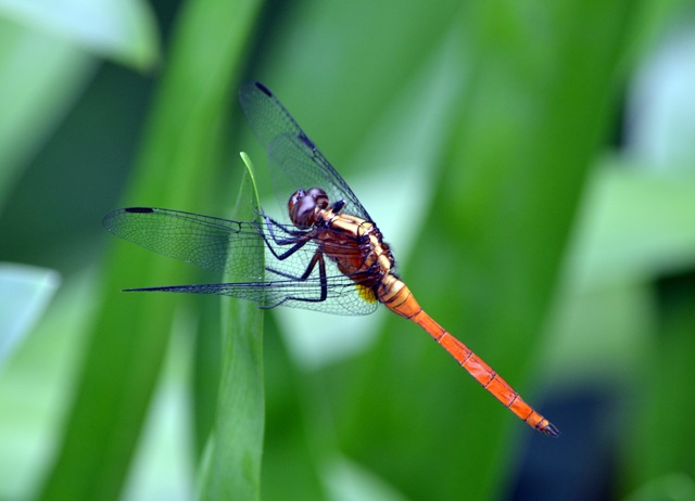 [dragonfly[6].jpg]