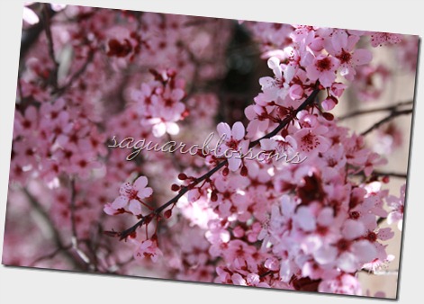 pink flowers close up