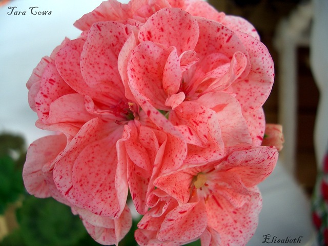 [Pelargoner okt 09 047[3].jpg]
