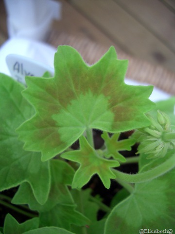 [Pelargoner 09 006[9].jpg]