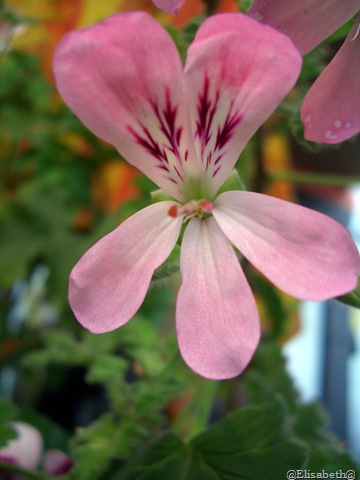 [Pelargoner 09 024[11].jpg]