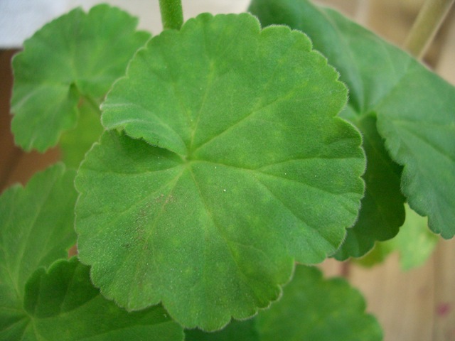 [Pelargoner 09 016[3].jpg]
