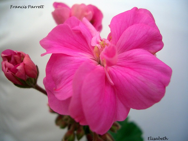 [Pelargoner 09 004-3[3].jpg]