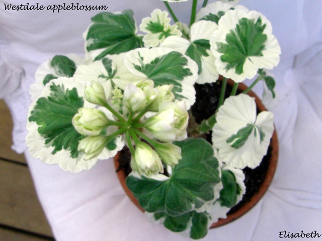 [Pelargoner 09 011[4].jpg]