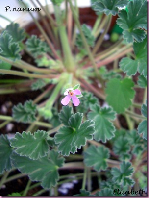 Pelargoner 09 007-1