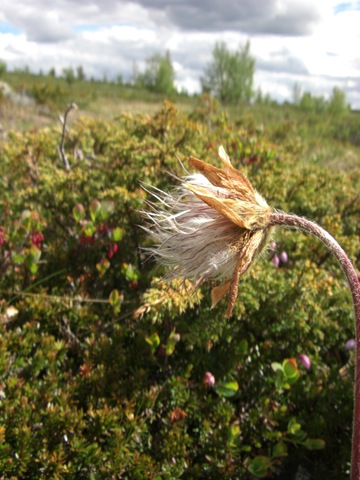 [TurtilMurdalsetraiSkbuferienjuni0903[6].jpg]