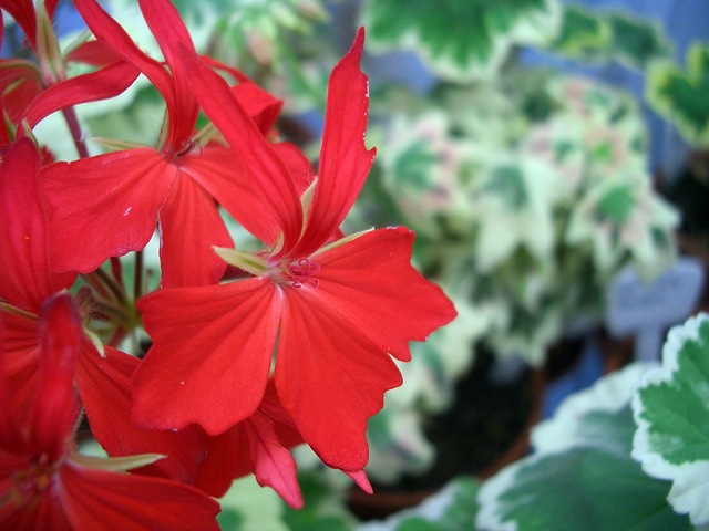 [Pelargoner Juli 09 025[3].jpg]