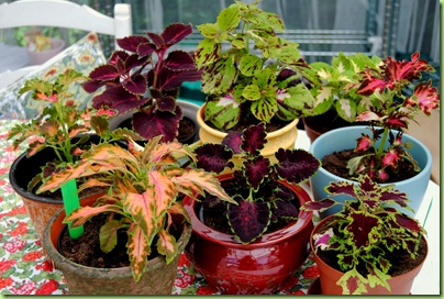 Coleus 013
