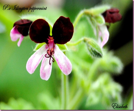 Pelargoner sept 2010 021