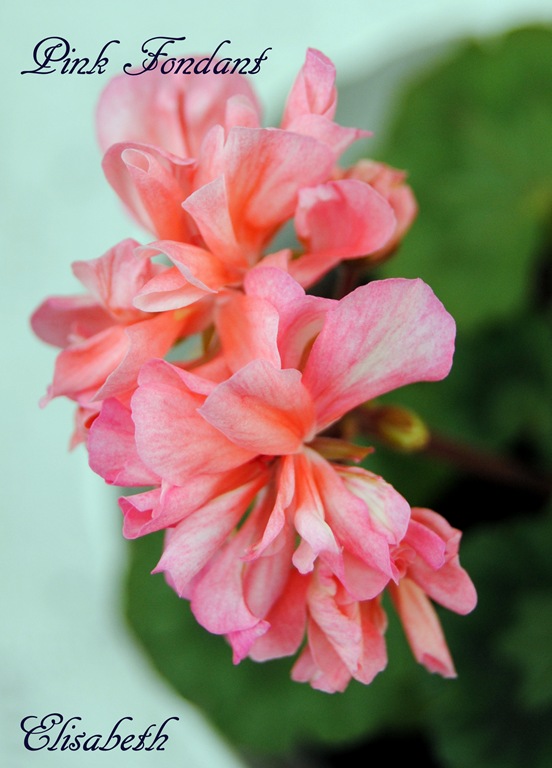 [Pelargonium april -11 003[4].jpg]
