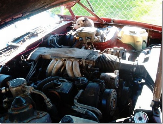 surprise_in_car_07