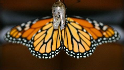 [Butterfly-drying-2[5].jpg]