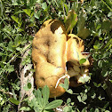 puffball mushroom?