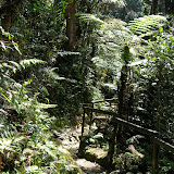 A lot of vegetation (rain-forest) on both sides of the trail