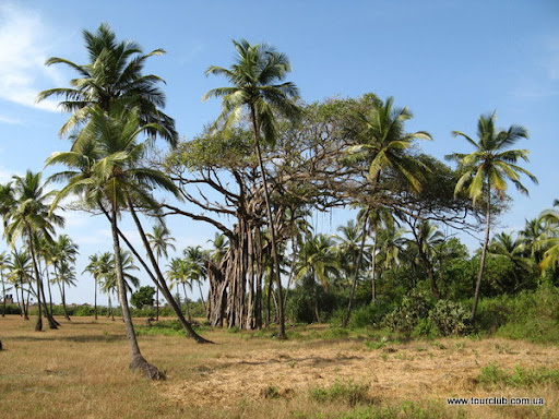 пальмы в Гоа